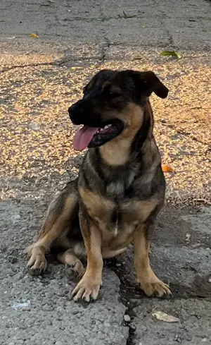 Metis ciobanesc talie mica pui, gratuit - imagine 5