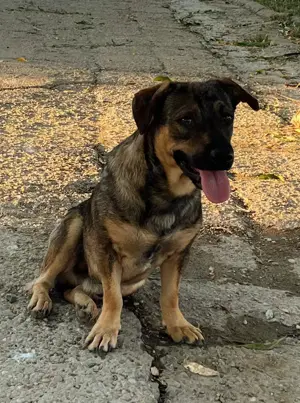 Metis ciobanesc talie mica pui, gratuit - imagine 3