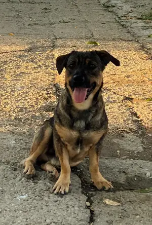 Metis ciobanesc talie mica pui, gratuit