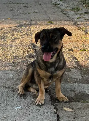 Metis ciobanesc talie mica pui, gratuit - imagine 2