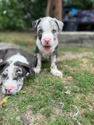 American Bully XL - imagine 3