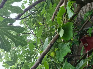 Vând răsad de smochin - imagine 2