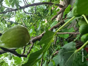 Vând răsad de smochin - imagine 3