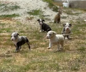 American Bully XL - imagine 4