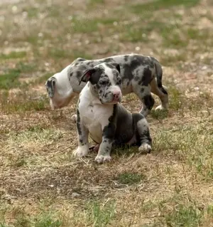 American Bully XL - imagine 5