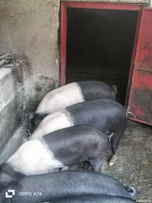 MATCĂ de porci Bazna, mici și mai mari, pe alese!   