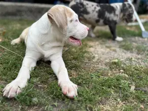 American Bully XL - imagine 7