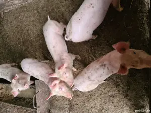 Porci purceii! - imagine 4