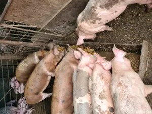 Porci purceii! - imagine 3