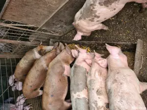 Porci purceii! - imagine 2