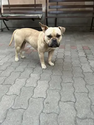Vând fetiță American Bully  - imagine 5