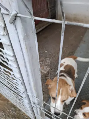 Femelă beagle