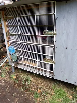 Iepuri și cuști de vânzare 