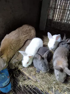 Iepuri și cuști de vânzare  - imagine 4