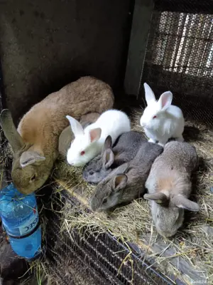 Iepuri și cuști de vânzare  - imagine 6