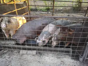 Vand porci de carne - imagine 5