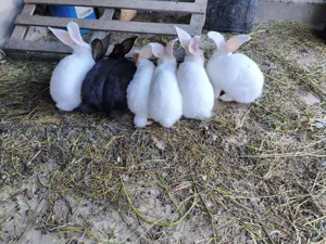 Iepuri Uriași German diferite mărimi!