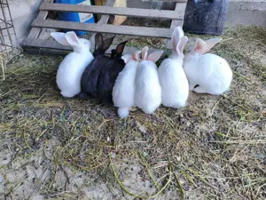 Iepuri Uriași German diferite mărimi! - imagine 3 Iepuri Uriași German diferite mărimi! - imagine 3