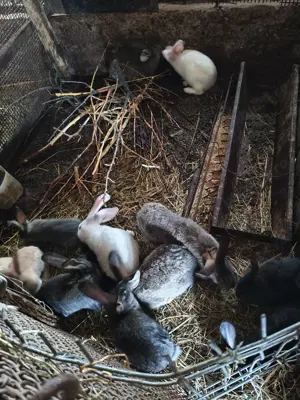 Iepuri Uriași German diferite mărimi! - imagine 4 Iepuri Uriași German diferite mărimi! - imagine 4