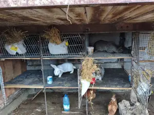 Iepuri Uriași German diferite mărimi! - imagine 5 Iepuri Uriași German diferite mărimi! - imagine 5