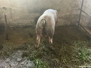 vand sau schimb vier Petrain - imagine 3