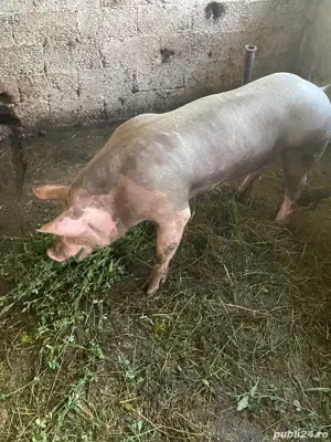 vand sau schimb vier Petrain - imagine 4