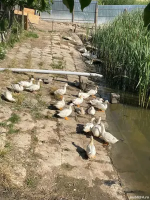 Rațe mulard de carne - imagine 2 Rațe mulard de carne - imagine 2