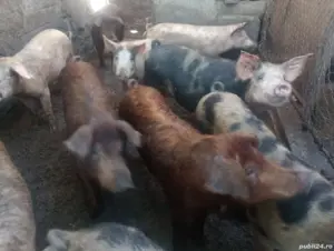 Vand purcei pentru rotisor