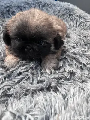 pechinez imperial - imagine 3