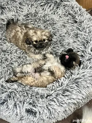 pechinez imperial - imagine 4