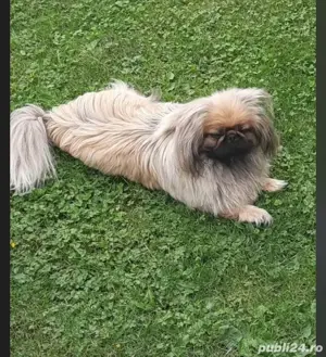 pechinez imperial - imagine 2