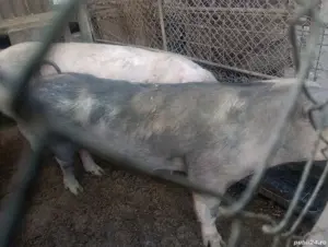 Vand purcei pentru rotisor - imagine 2 Vand purcei pentru rotisor - imagine 2