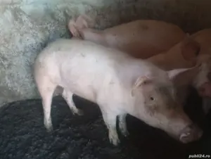 Vand purcei pentru rotisor - imagine 3 Vand purcei pentru rotisor - imagine 3