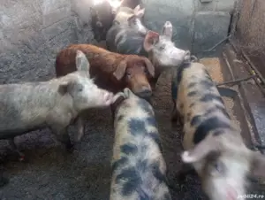 Vand purcei pentru rotisor - imagine 4 Vand purcei pentru rotisor - imagine 4