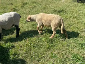 Miei de carne si oi  - imagine 3