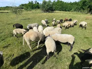 Miei de carne si oi  - imagine 2