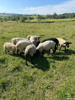 Miei de carne si oi  - imagine 4