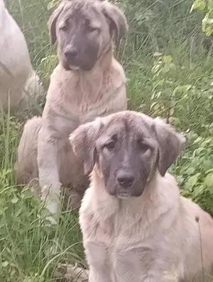 Câini crescuți la stână de vânzare 