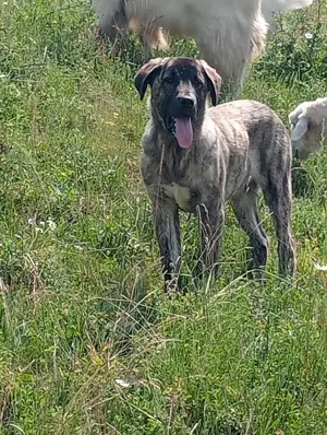 Câini crescuți la stână de vânzare 