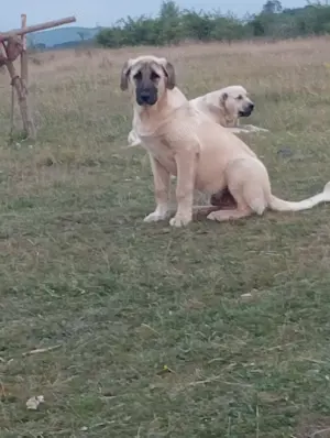 Câini crescuți la stână de vânzare 