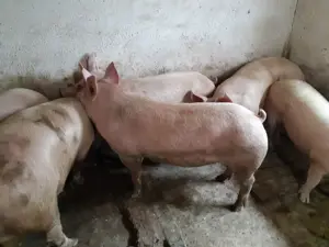 Porci 100-300kile Pik - imagine 2 Porci 100-300kile Pik - imagine 2