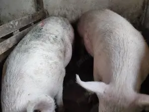 Porci 100-300kile Pik - imagine 4 Porci 100-300kile Pik - imagine 4