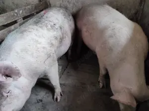 Porci 100-300kile Pik - imagine 5 Porci 100-300kile Pik - imagine 5