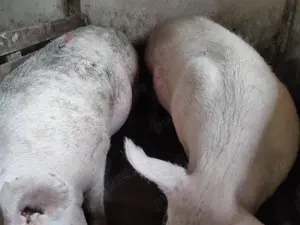 Porci 100-300kile Pik - imagine 3 Porci 100-300kile Pik - imagine 3