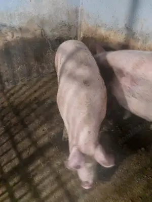 Porc gras aproximativ 120 kg  - imagine 3