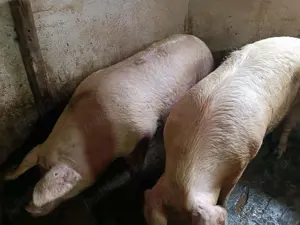 Porci de tăiat 100-300kg - imagine 6