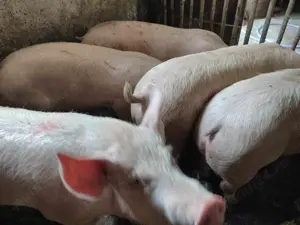 Porci de tăiat 100-300kg - imagine 2