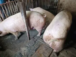 Porci de tăiat 100-300kg - imagine 5