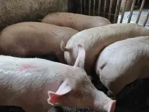 Porci de tăiat 100-300kg - imagine 3