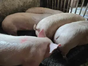 Porci de tăiat 100-300kg - imagine 4